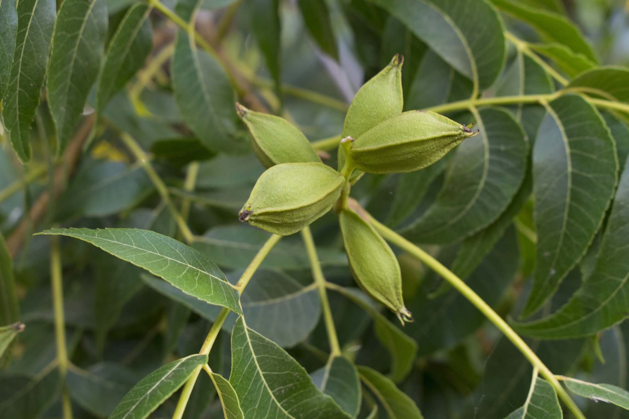 Did you know Pecan Trees are Fruit Trees? - Better Halves Pecans